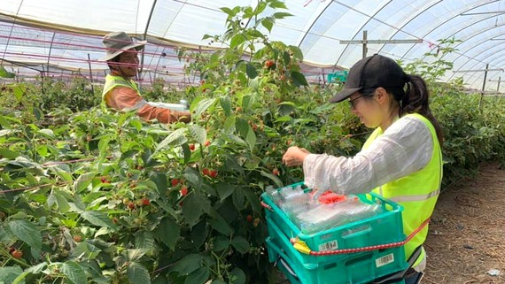 Vietnam supports Vietnamese citizens joining agricultural work in Australia